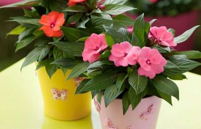 Уход за бальзамином в домашних условиях