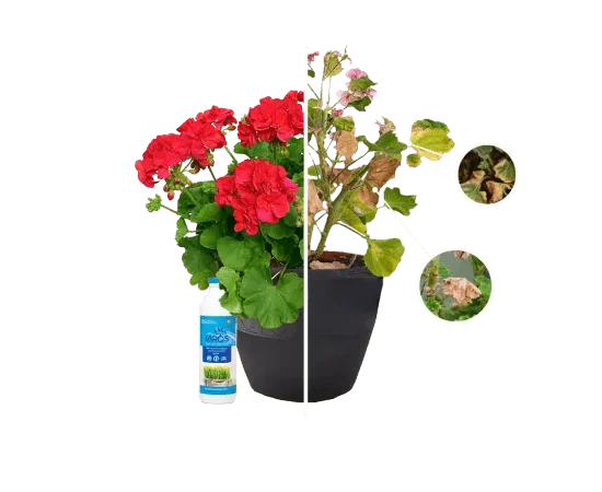 Уход за геранью в домашних условиях