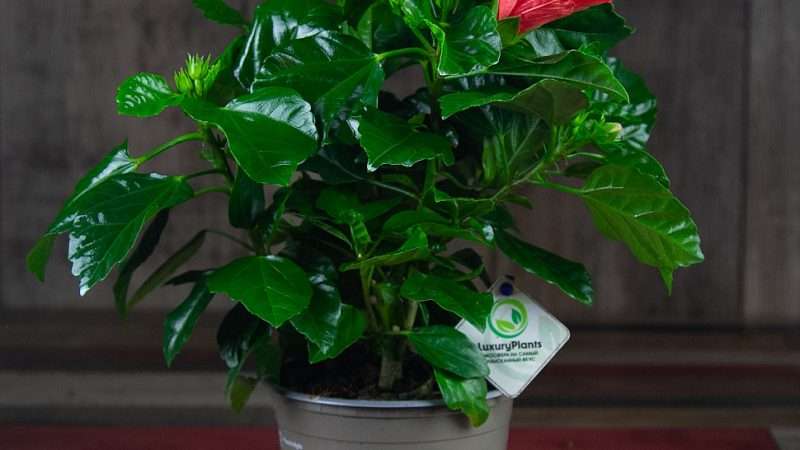 Уход за гибискусом в домашних условиях