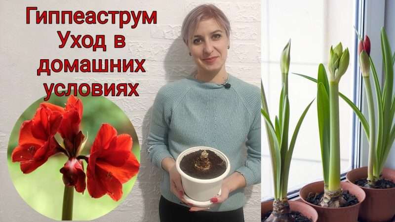 Уход за гиппеаструмом в домашних условиях