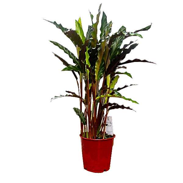 Уход за калатеей в домашних условиях