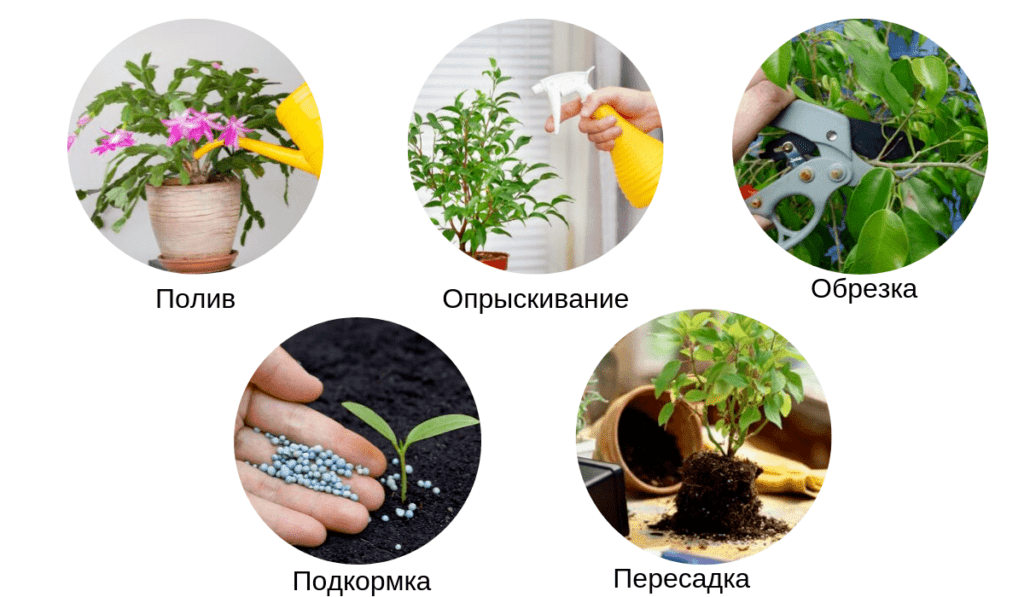 Уход за комнатными цветами: советы и рекомендации