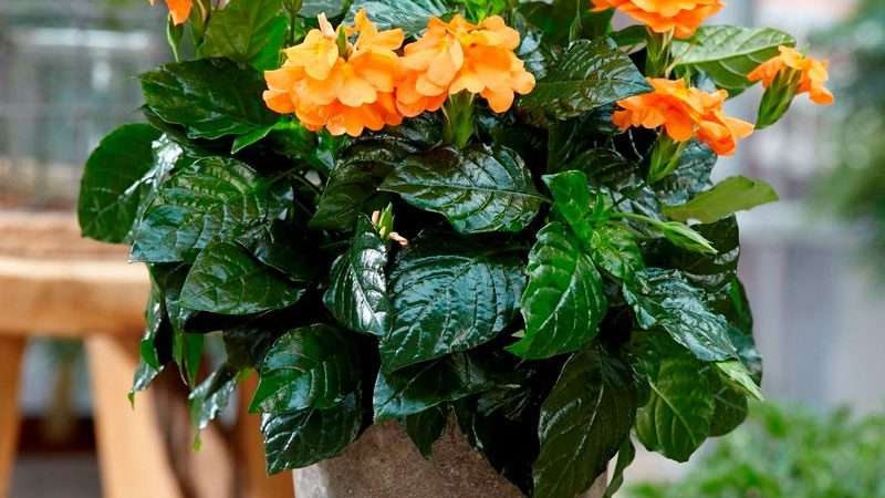 Уход за кроссандрой: полное руководство