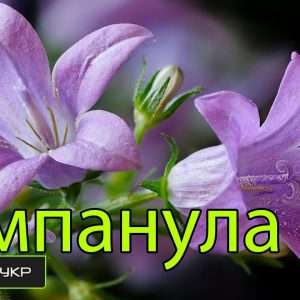 Цветок Жених: Уход в домашних условиях