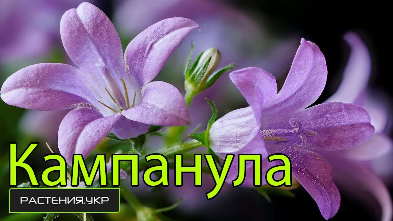Цветок Жених: Уход в домашних условиях